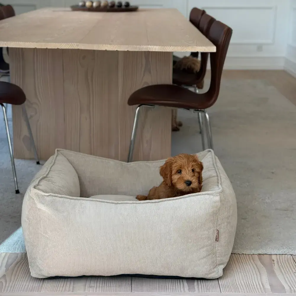By Doodle Dog Carl hundekurv i beige fløjl med polstret kant, en lille hund ligger i kurven
