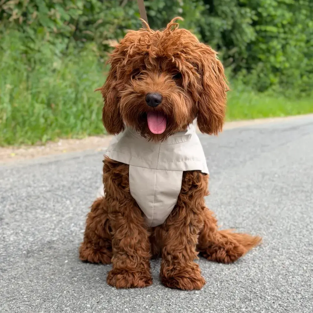 Brun krøllet hund i en beige regnjakke fra By Doodle Dog på en asfaltvej