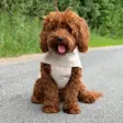 Brun krøllet hund i en beige regnjakke fra By Doodle Dog på en asfaltvej