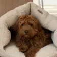 By Doodle Dog Elfe hulekurv i natur sherpa fleece med en brun krøllet hund under taget