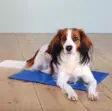 Trixie kølemåtte i blå nylon, 65 x 50 cm, med en hund liggende på måtten