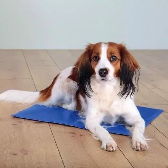 Trixie kølemåtte i blå nylon, 65 x 50 cm, med en hund liggende på måtten